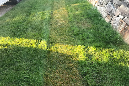 Tonte du gazon à 2 cm lors d'une canicule