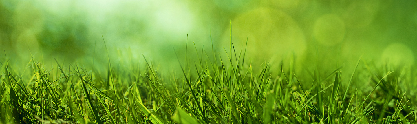 Arrosage St-Elie photo 6