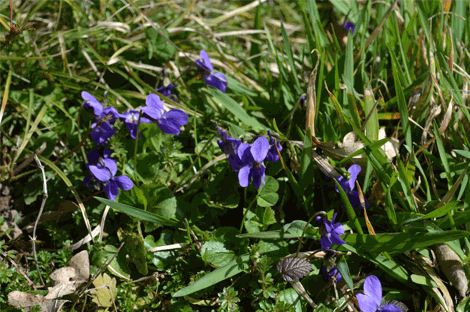 Variété de violette présent dans la pelouse