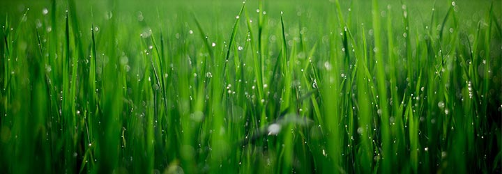 Arrosage St-Elie photo 2