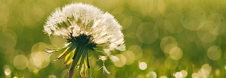 Arrosage St-Elie photo 3